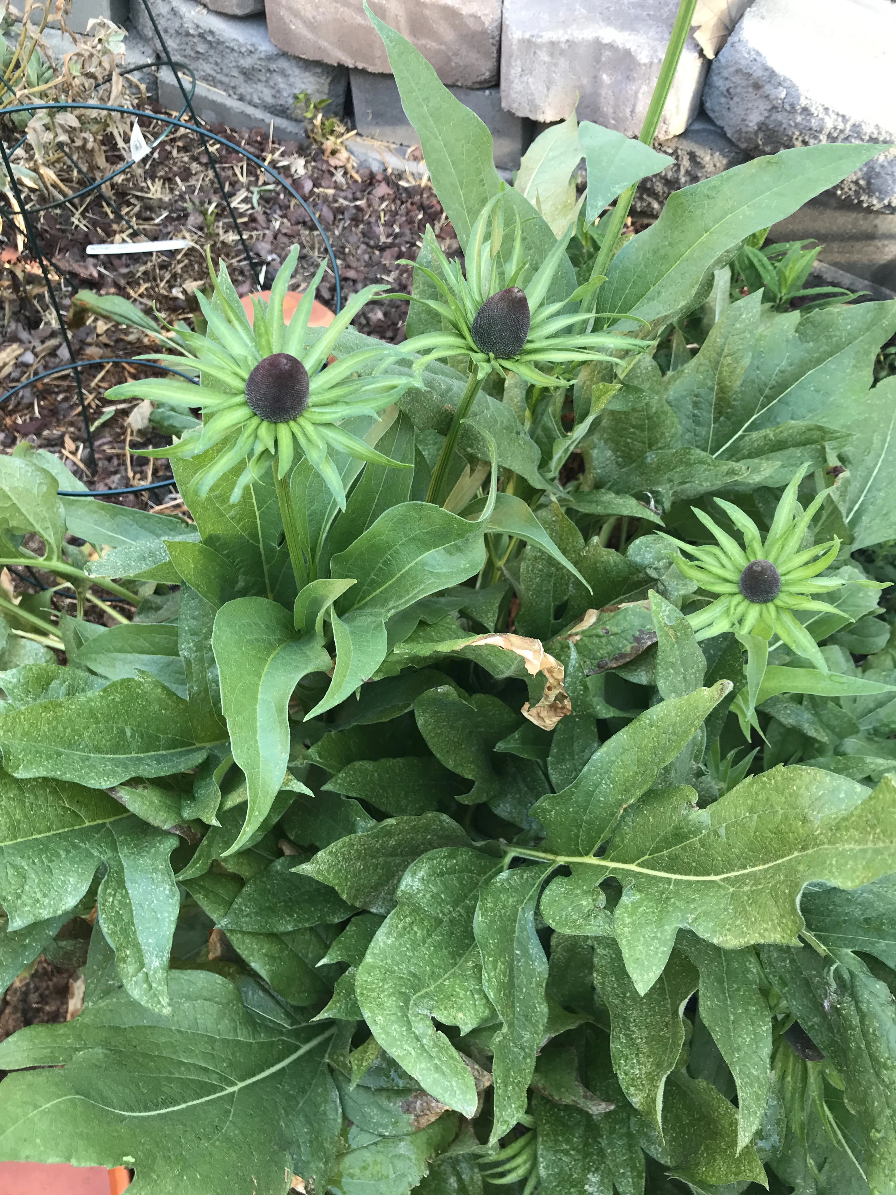 Wenatchee Coneflower 6.5.25.webp