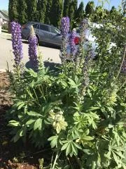 Big Leaf Lupine.webp