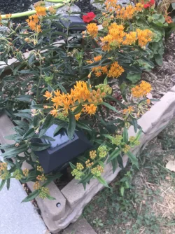 Butterfly weed 8.27.25.webp