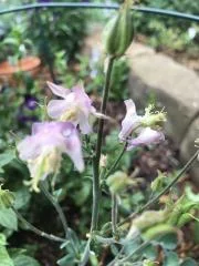 Columbine.webp