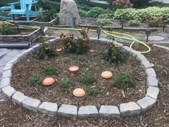 Coneflower and ice plant garden 8.27.25.webp