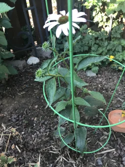 Coneflower 8.27.25.webp