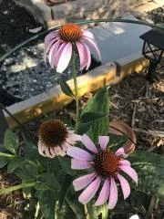 Echinacea in front bed 7.18.25.webp