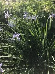 Rocky Mountain Iris.webp