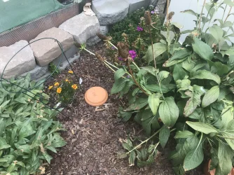 Wenatchee Coneflower 8.27.25.webp