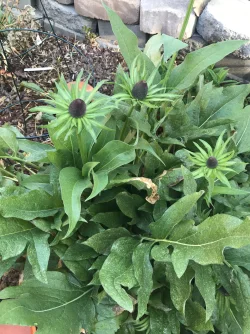 Wenatchee Coneflower 6.5.25.webp